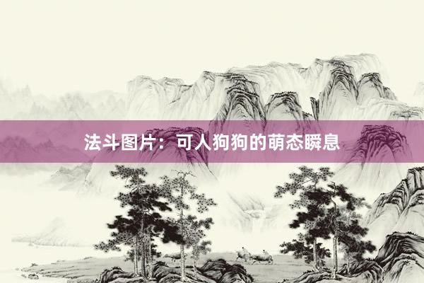 法斗图片：可人狗狗的萌态瞬息